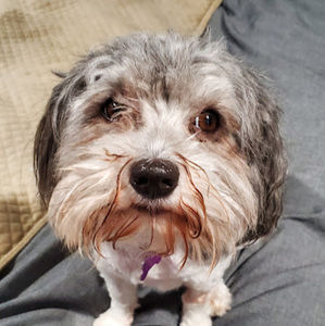 Meet your Posher, Meister